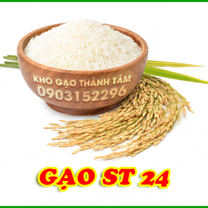 GẠO ST24